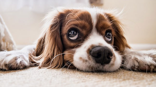 cute pet