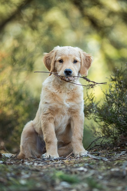 Dog is in love