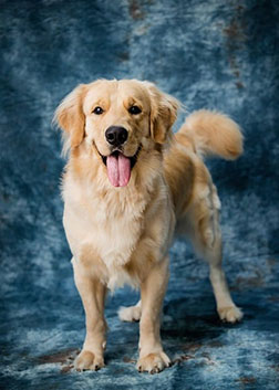 Labrador Retriever sticks out tongue