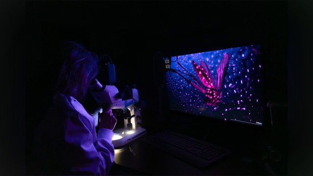Discover the Enchantment of Nature: Glowing Creatures in Focus | totobola, bo deposit 5000