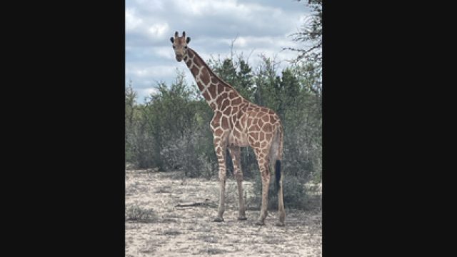 Discover the Wonders of Giraffes: A Visual Journey in Your Gallery | cara bermain domino gaple, rtp 