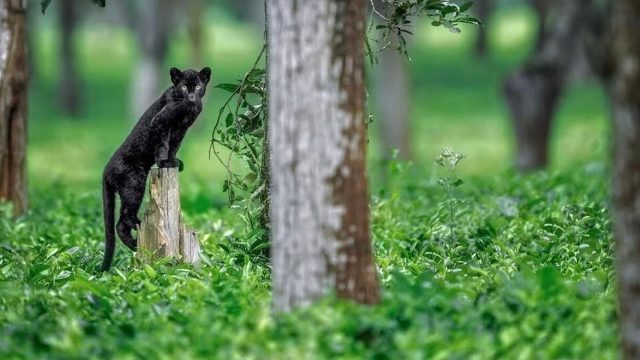 Discover the Allure of Rare Black Panthers in Their Natural Habitat | slot deposit gopay 10000, agen