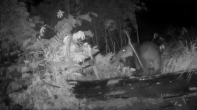 Captivating Nature: The Beauty of Camera Traps in Wildlife Photography | daftar poker bonus new memb