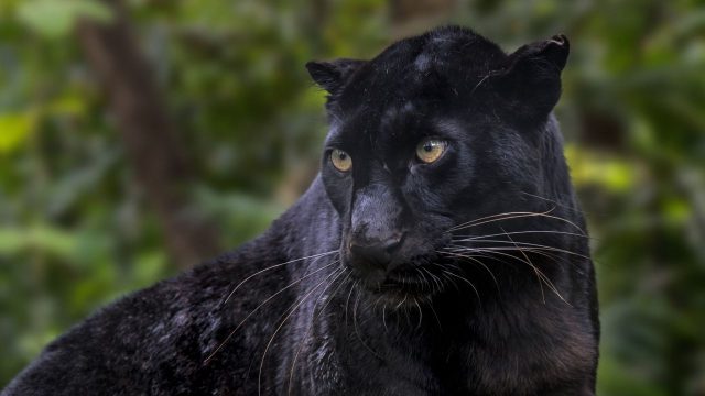 Capturing the Elusive Beauty of Melanistic Indian Leopards | bonsai4d slot, angka sgp hari ini, daft