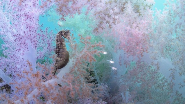 Capturing the Ethereal Beauty of Rare Underwater Life | bhaijicricketbettingtips, slot 1551