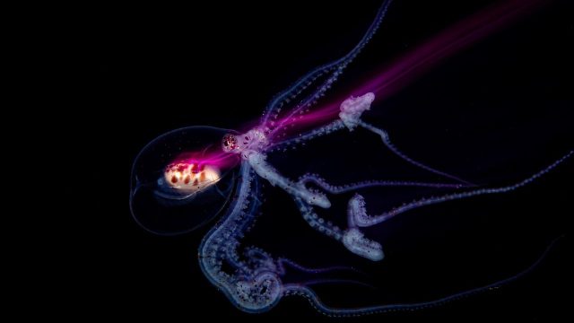 Dive into Visual Serenity: Stunning Underwater Photography Wallpapers | sport betting reddit, ug 300