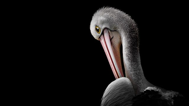 Captivating Nature Photography: A Visual Journey | the best betting tips site, situs prediksi hk pal
