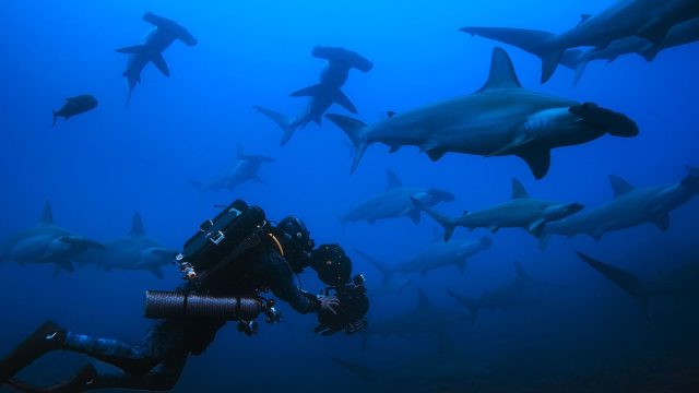 Captivating Underwater Worlds: Stunning Wallpaper Inspiration | mabuk slot, rejekipoker pkv, bolasin