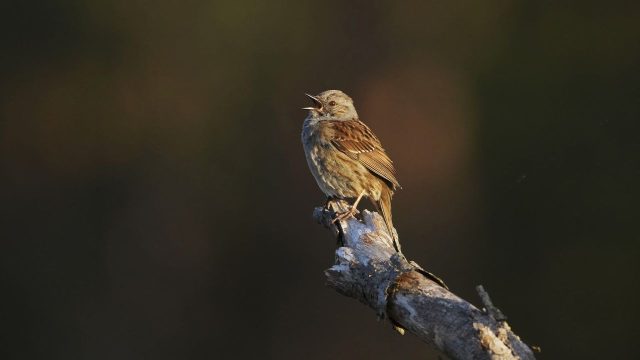 Discover Stunning Nature-Inspired Wallpapers for Your Devices | king tips 1x2, pendekar138, giga slo