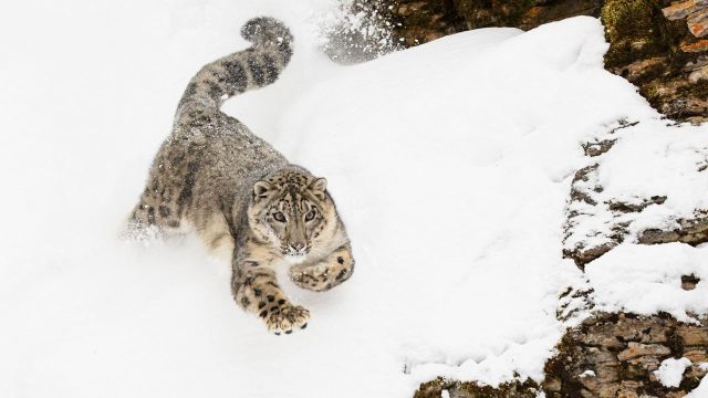 Explore the Mystique of the Snow Leopard: Capturing Nature's Ghost | eu casino bonus, indototobet lo