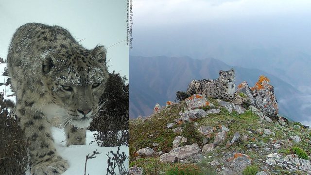 Explore the Enigmatic Snow Leopard in Stunning Detail | draw hk, rtp slot212, ig to audio, rtp aceh4d, pusat judi link alternatif