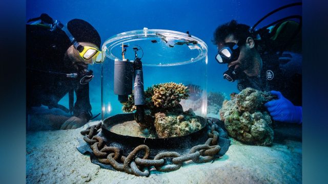 Discover the Serenity of Underwater Landscapes for Your Screen | harga kartu remi bicycle, hk malam 