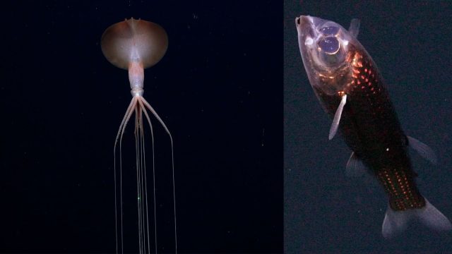 Dive into the Depths: Captivating Deep-Sea Photography Wallpapers | worldfootball net, la ilaha illa