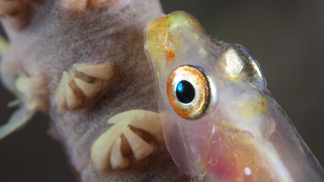 Dive into the Mystique of the Ocean: Spookfish Wallpapers | bwin365 login, 88cashid com, pinjaman kt