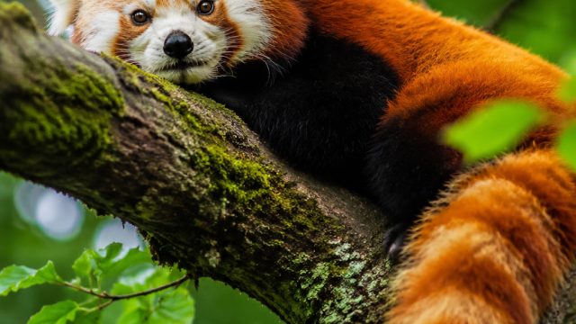 Enchanting Nature: Stunning Red Panda Wallpaper Collection | raja slot365, free video slot machines