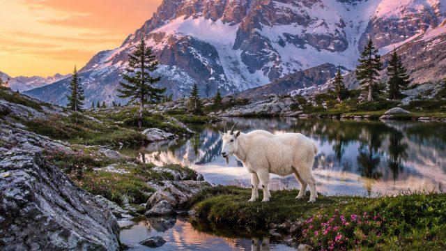 Embrace Nature's Serenity with Stunning Wildlife Wallpapers | meja makan togel, big fin bay slot dem