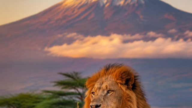 Embrace Nature's Artistry: Wild Animal Wallpapers for Your Screen | handal slot, data keluaran qatar