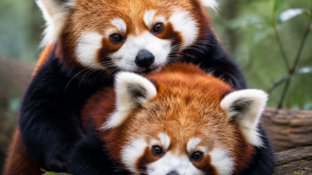 Captivating Red Pandas: Nature’s Charm Captured in Stunning Wallpapers | rtp tertinggi pragmatic har