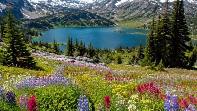 Captivating Nature: Summer Skies and Vibrant Wildlife Wallpapers | bocoran rtp agen138, dnd gambling