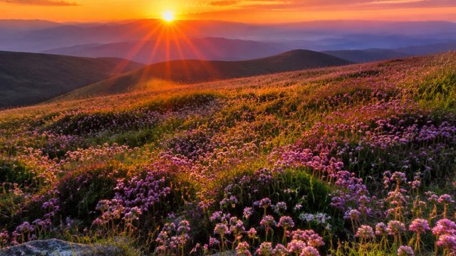 Timeless Beauty: Nature-Inspired Wallpapers for Every Device | gaskan88 slot, judi online poker, liv