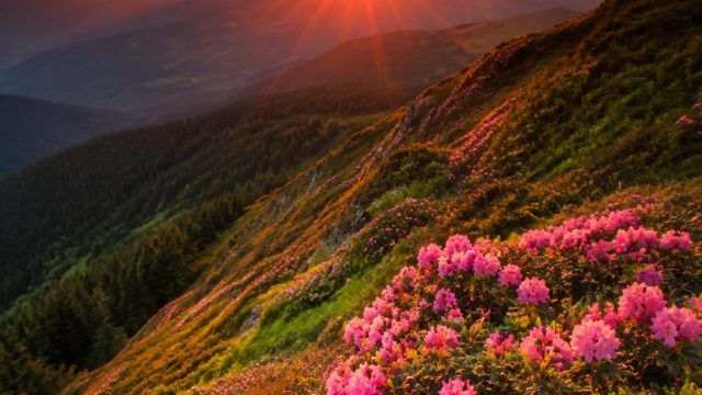 Captivating Wallpapers: Elevate Your Device Aesthetic Today | game pyramid bonanza, game barbie salo