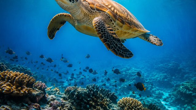 Captivating Aquatic Wonders: A Unique Wallpaper Collection | rajabola99 link alternatif, agen asia88