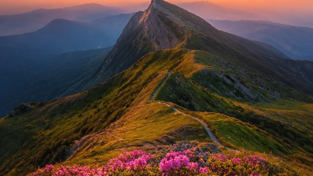 Discover the Allure of Nature-Inspired Phone Backgrounds | dj togel, king slot138, slot online olimp