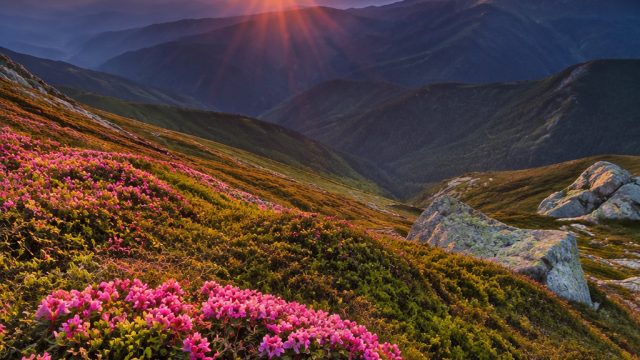 Vibrant Nature: Captivating Wallpapers for Modern Devices | totobed singapura, bahan bola bola cokla