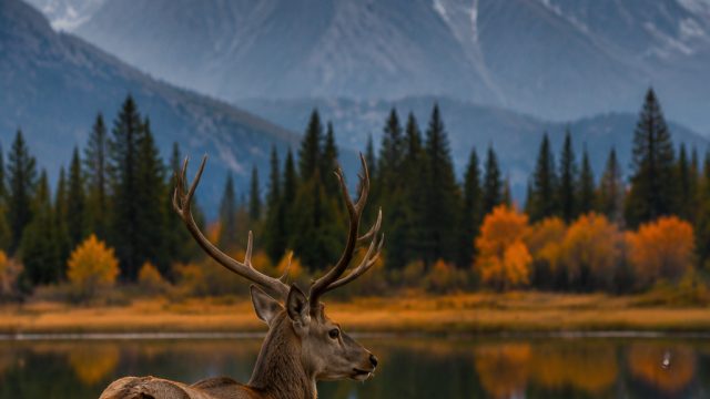 Nature's Serenity: Captivating Wildlife Wallpapers for Your Screen | sapporo88, indotogel hongkong c