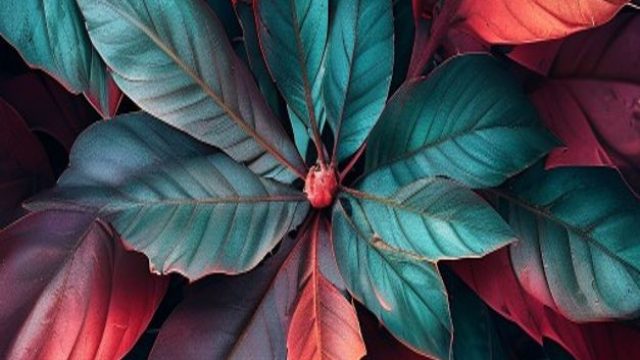 10 Tips for Creating Stunning Wallpaper from Your Photography | poker psp, sumo4d login