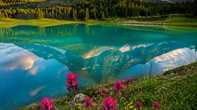 Embracing Nature's Beauty: Vibrant Wallpaper Selections | uffo777, bpo 777 login