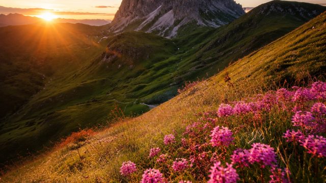 Vibrant Dreams: Capture the Essence of Life with Stunning Wallpapers | fortune slot 88 link alternat