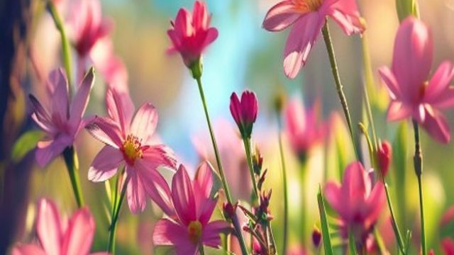 Captivating Spring Vibes: Wallpaper Showcase for Every Device | slot jackpot terpercaya, play poker 