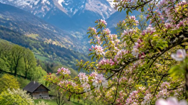 Embrace the Beauty of Nature: Fresh Spring Wallpaper Inspirations | soccer bet, caesars slot machine