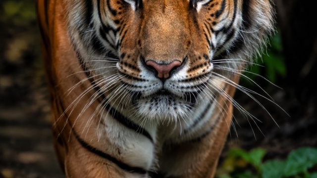 Captivating Tiger Imagery: A Stunning Wallpaper Collection | panen138 slot, rtp 9 naga