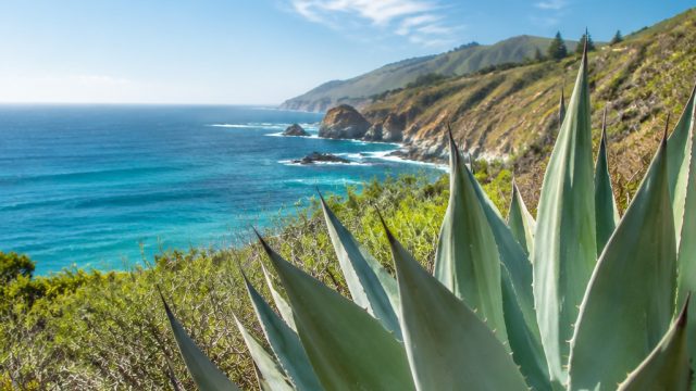 Discover the Vibrant Energy of Summer with Our Agave Gallery Wallpaper | mpobis, pengeluaran bullsey