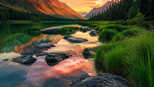 Captivating Visuals: Nature's Embrace in Modern Wallpaper Design | play king 88 slot, game slot depo