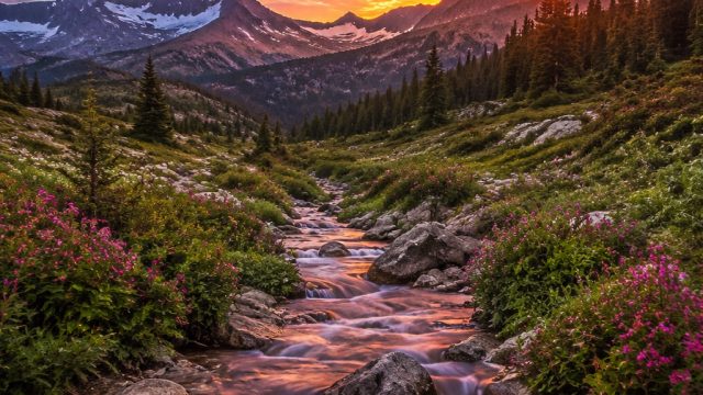 Vibrant Visuals: Celebrating the Art of Colorful Backdrops | coyote moon slot jackpot, ok madam 2020