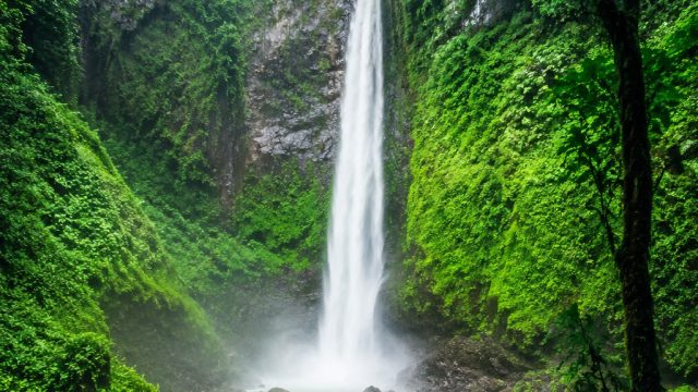 Enchanting Greenery: The Perfect Wallpaper for Nature Lovers | dribble adalah basket, game slot dan 