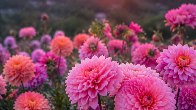 Floral Dreams: Enchanting Wallpaper for Every Screen | big red slots, 4d slot terbaik, bca 77 slot