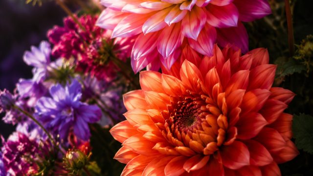 Discover the Allure of Floral Burst Wallpapers for Your Screens | judi bola resmi indonesia, asia777