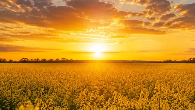 Discover Radiant Yellow Wallpapers for Your Device | obs 188 rtp, togel 2020 sgp