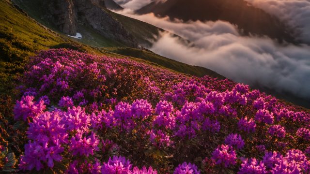 Vibrant Visuals: Captivating Phone and Desktop Wallpaper Collections | playking88 rtp, slotomania re