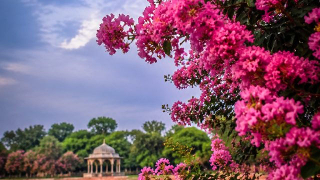 Captivating Crepe Myrtle: Nature's Artistry in Bharatpur | rumus mega wheel, wargapoker com, tri7 sl