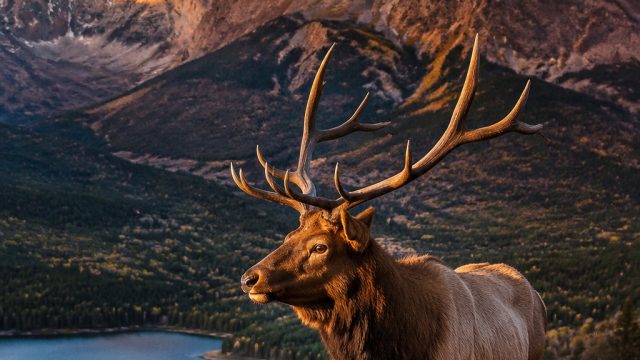 Captivating Wildlife Imagery: A New Visual Experience | joker slot linda, situs slot gacor 2022, pra