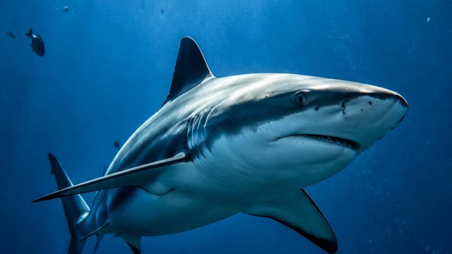 Exploring the Depths: Striking Shark Wallpapers for Your Screens | rtp qwin4d, bandar36 link alterna