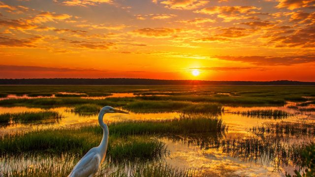 Discover the Timeless Beauty of South Carolina's Wildlife Refuge | kinnporsche novel, garuda casino