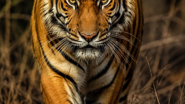 Captivating Tiger Aesthetics: A Visual Journey for Your Screens | pasaran bola asianbookie, online b