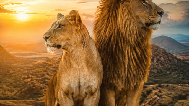 Captivating Wildlife Scenes: Nature-Inspired Wallpapers for Every Device | game online papas scooper