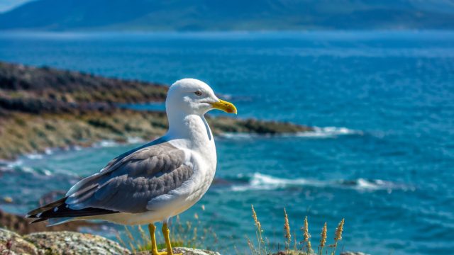 Embrace the Serenity of Coastal Wildlife in Your Space | judi slot online zeus, game poker online te